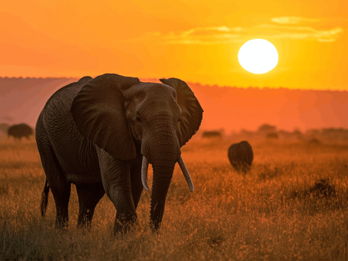 kenya